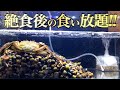 10日間絶食させた巨大蟹水槽に1000匹のシジミとタニシを入れてみた