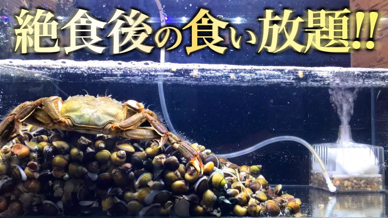 10日間絶食させた巨大蟹水槽に1000匹のシジミとタニシを入れてみた