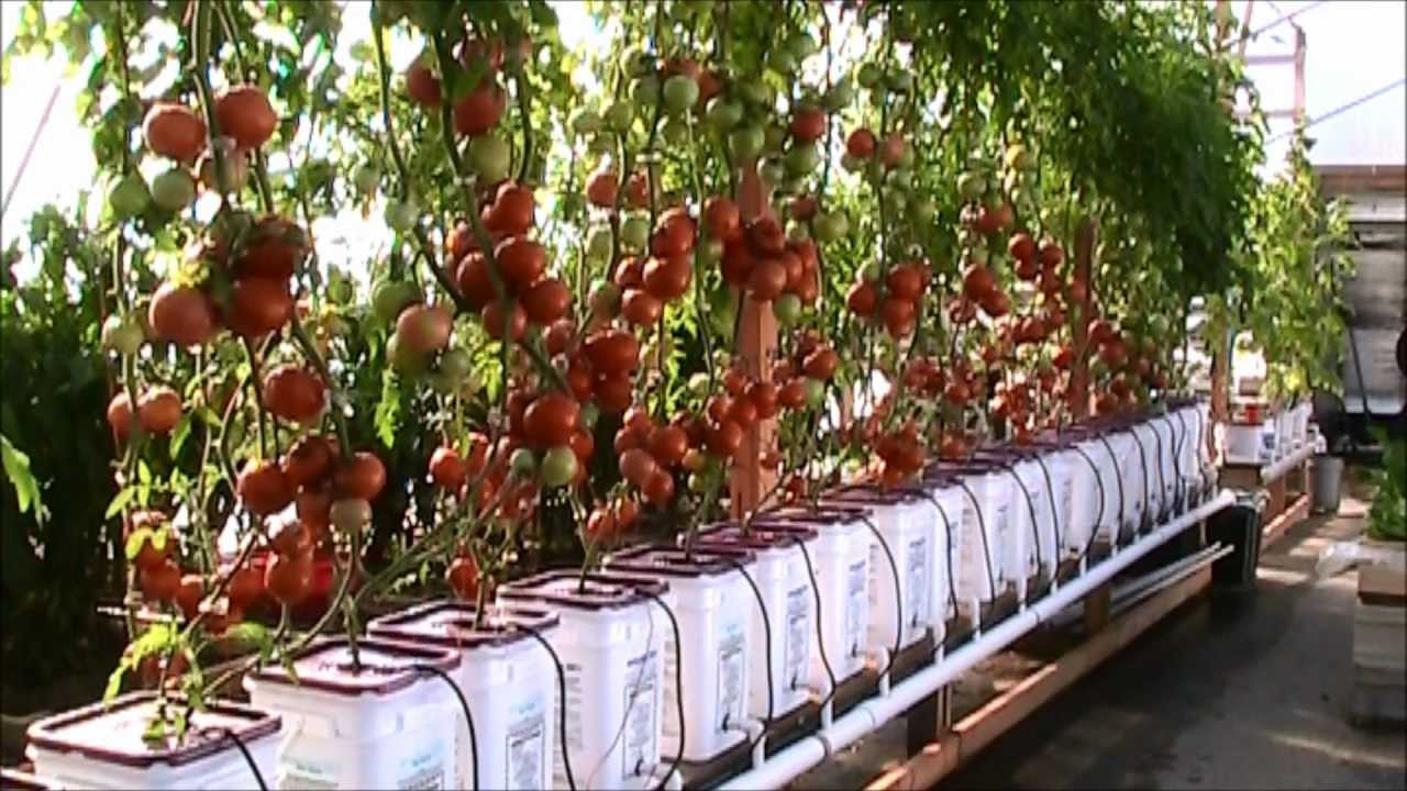 Image Gallery hydroponic tomato garden