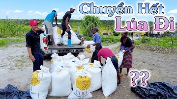 Linh Philip || Phải Chuyển Toàn Bộ 100 Bao Thóc Đi Hết Nếu Không Mùa Này Sẽ Thành Công Cốc, Tại Sao?