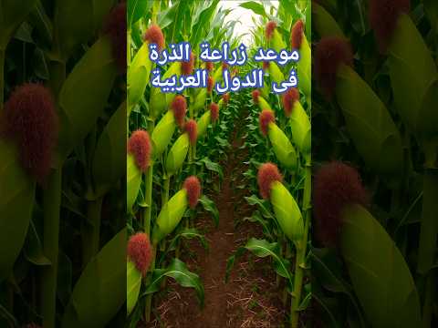 تعرف علي مواعيد زراعة الذرة فى الدول العربية
