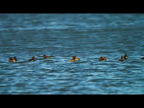 მცირე მურტალა - Little Grebe - Tachybaptus ruficollis