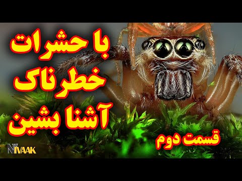 تصویری: پادشاهی زنبورها بخش دوم