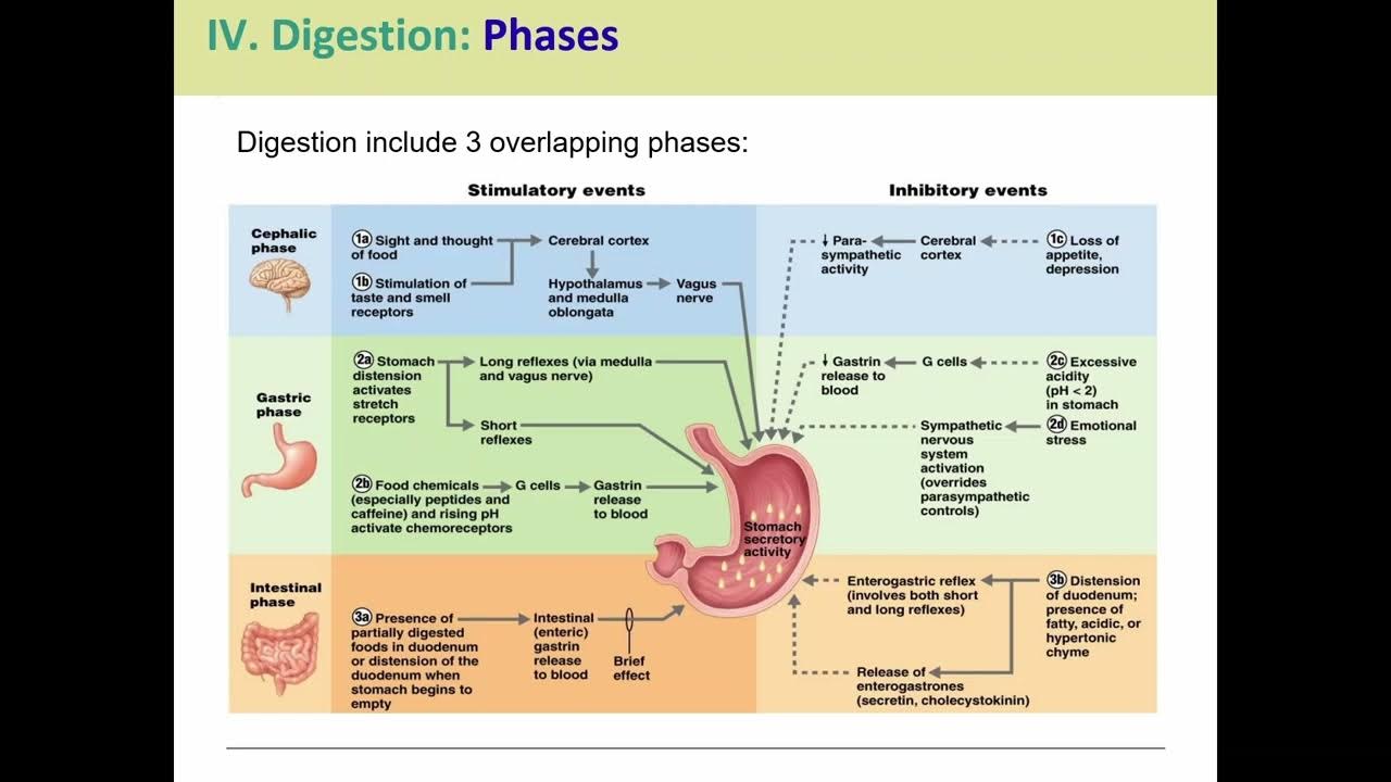 Гастрин норма у женщин. Гастрин 17 понижен. Гастрин в крови норма. Гастрин понижен что это значит. Гастрин понижен что это значит.