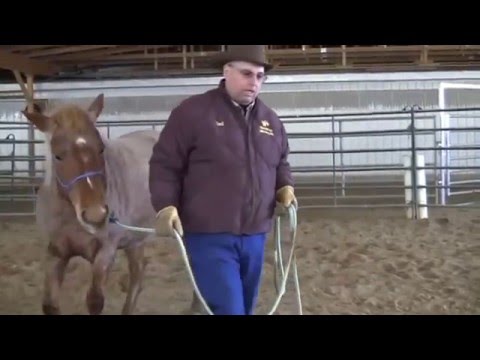 Comment Poursuis ton Cheval