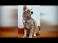 Приколы с животными 2019#25 Смешные видео про кошек 2019, видео про котов до слёз смешные кошки 2019