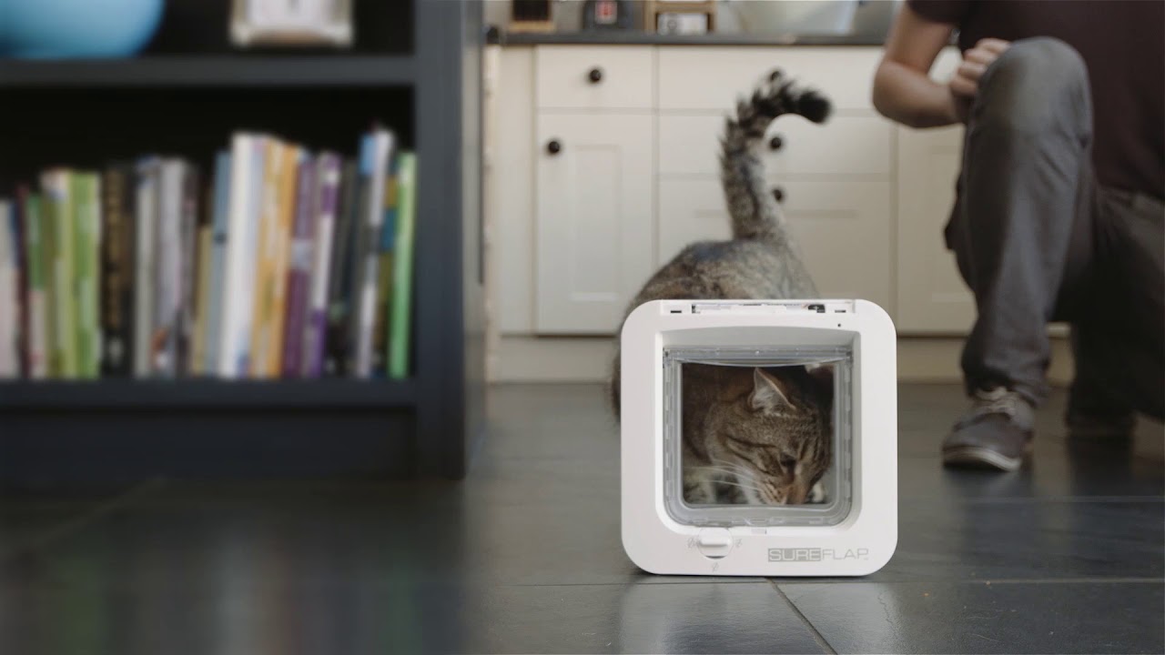 Cómo Enseñar a Tu Gato a Usar la Puerta Gatera con Refuerzo Positivo 1