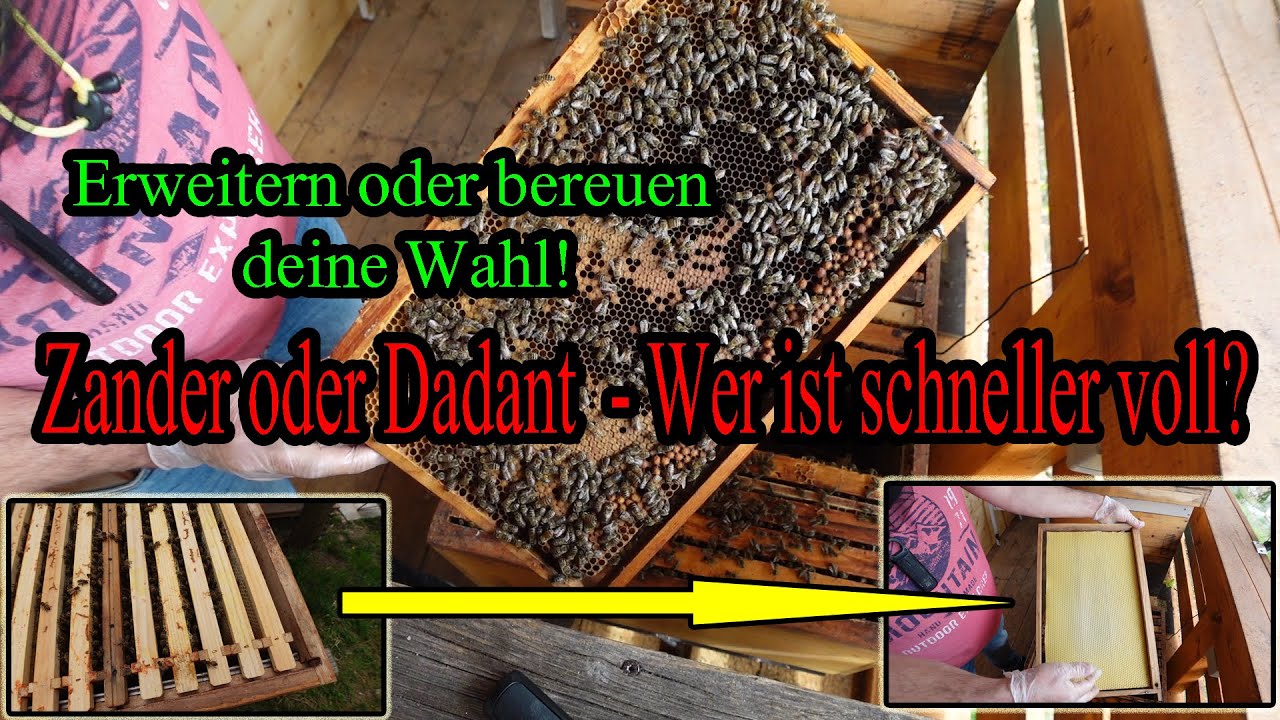Honigraum-Check beim Imkern mit Dadant – der Jupp ist diesmal einfach zu langsam! 😄🐝