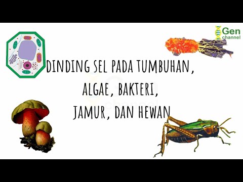 Video: Apa jenis dinding sel yang dimiliki jamur?