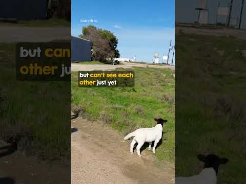 Video: Glābšanas suns nekavējoties dodas uz 3 pamestu kaķēnu atbalstu