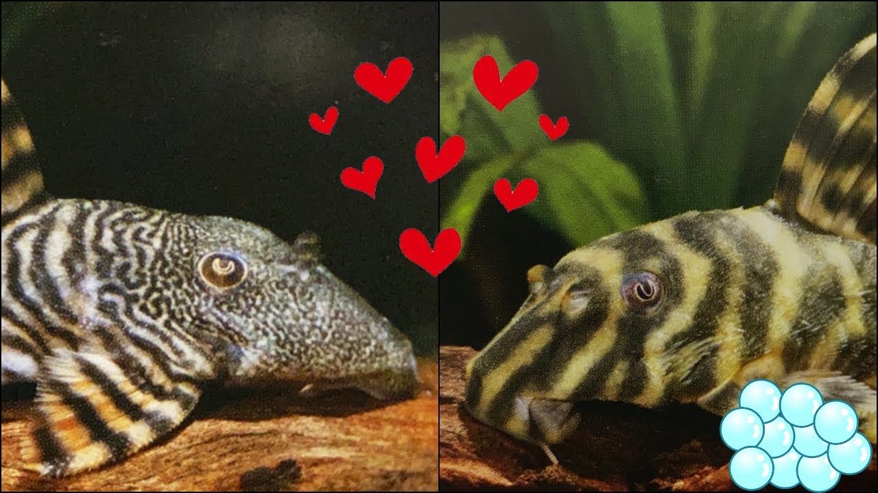 Beginner's level! Tiger Pleco breeding example - YouTube