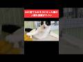 山に捨てられそうになった元野良猫の人馴れ訓練がヤバい