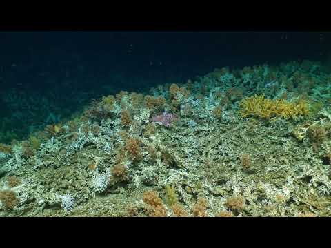 Charles Darwin Foundation| Discover Pristine Deep-Sea Coral Reefs in the Galápagos Marine Reserve.