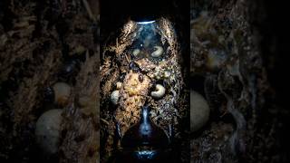 POV COLOCAMOS UMA MICRO CÂMERA NAS COSTAS DE UM BESOURO-RINOCERONTE E ISSO ACONTECEU! 🪲😳🎥