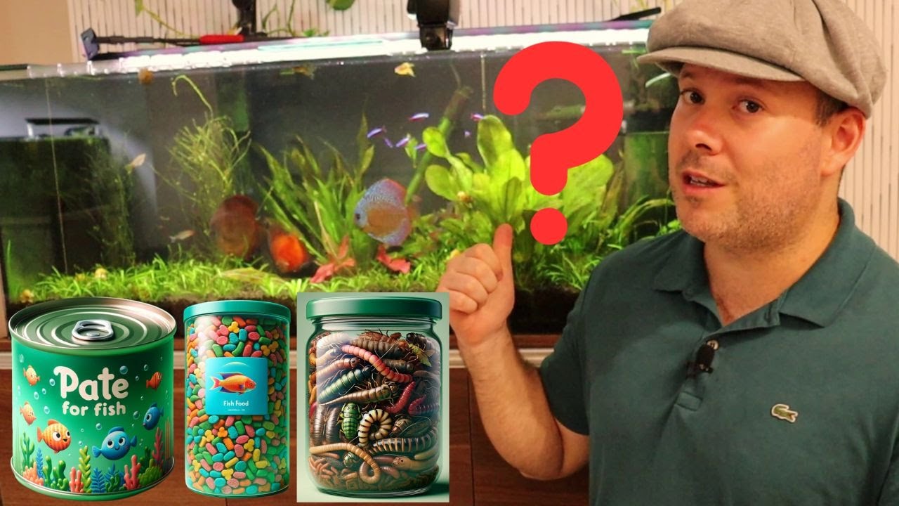 🔴 Рыбы дискусы: живой корм, пасты или гранулы?