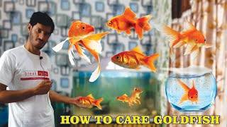How to Care Goldfish | How to grow Goldfish Goldfish Tank Update