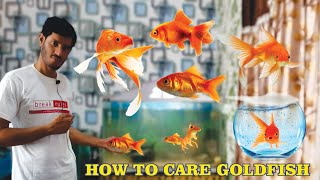 How To Care Goldfish How To Grow Goldfish Goldfish Tank Update
