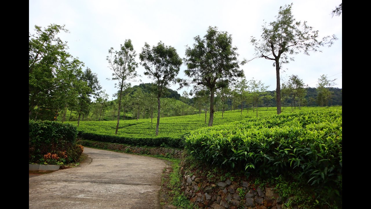 Beautiful tea estate in Coonoor Cash dash cam footage YouTube