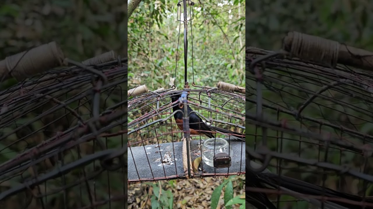 Chòe lửa mồi hót giọng rừng gọi bổi