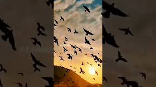 Islamic Edit From Short Zing