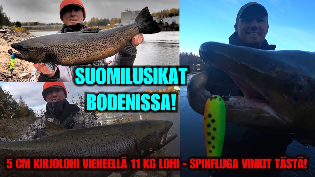 KIRJOLOHI UISTIMELLA 11 KG LOHI! - LOHIA JA TAIMENIA SUOMILUSIKOILLA (River Ranger spinfluga vinkit)