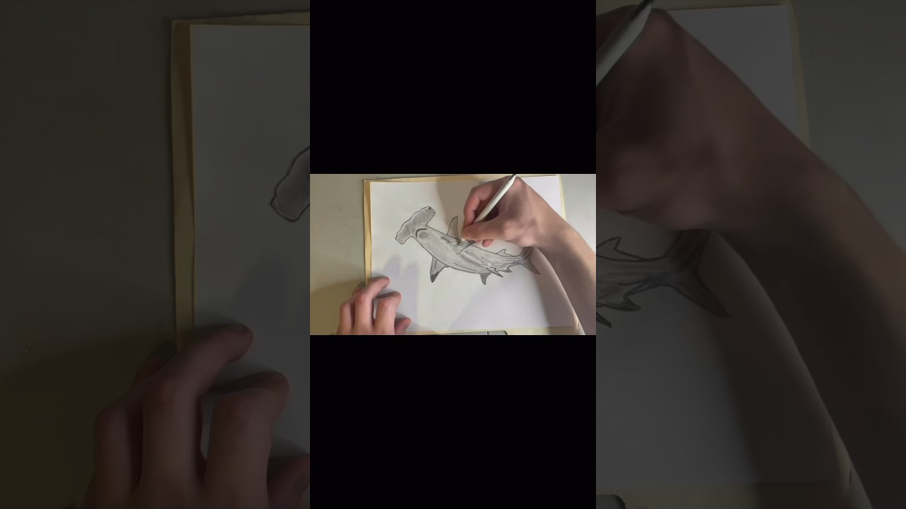 Drawing a Hammerhead Shark (Short Version) 