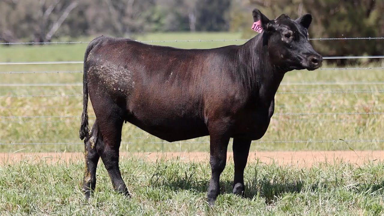 Lot 102 NZC22T194 KO Angus Heart of the Herd Female Sale 2023 - YouTube