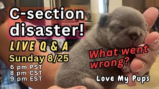 Love My Pups is live! Puppy due date, timing birth, c-sections
