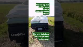 butuh proses yg panjang,dalam mengolah bahan pangan ini.hormati bahan pokok kita ini.