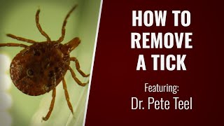 Tick Removal Best Practices with Dr. Teel