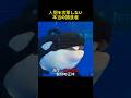 人間を殺せるのに襲わないシャチの謎
