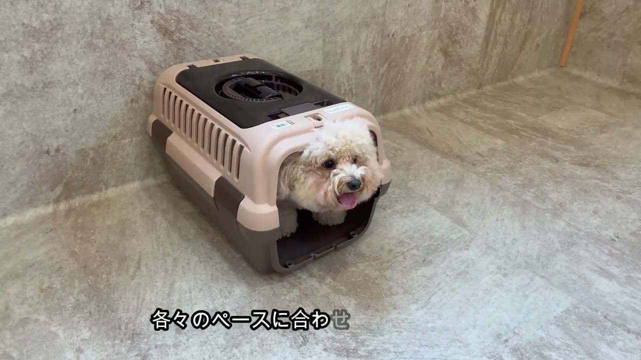 どおりいぬ Dog daycare in Japan DogRinho 犬の保育園 20260620 - YouTube