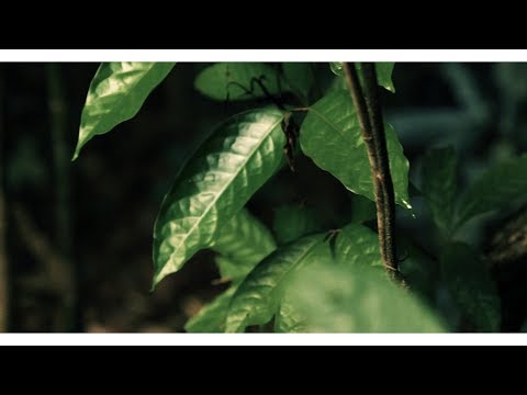 Illuminine - Alas, Orpheus (Official Music Video)