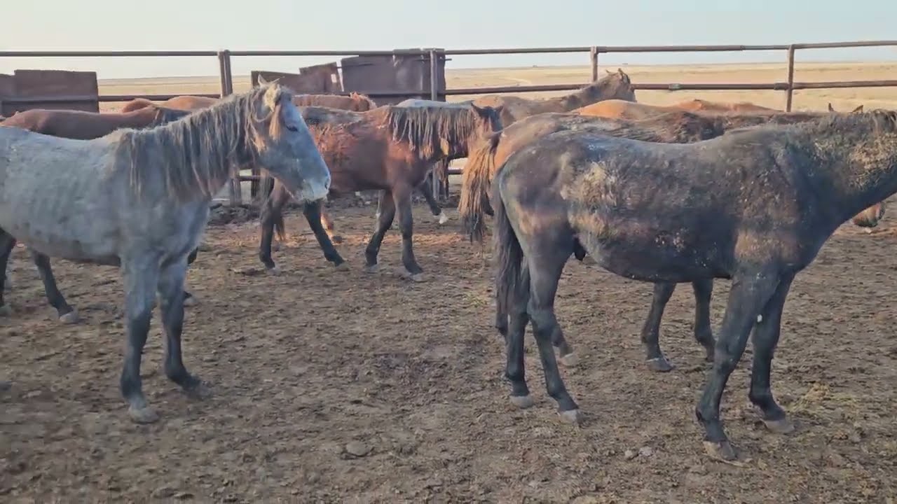 Таңертеңгілік мал жайлау
