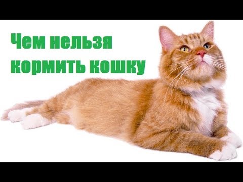 Чем нельзя кормить кошку. Ветеринарная клиника Био-Вет.