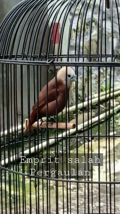 Emprit Haji rasa Kenari