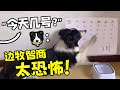 边牧的词汇量太可怕了 才一岁就可以对答如流 西卡船长 边牧的词汇量太可怕了 才一岁就可以对答如流 西卡船长