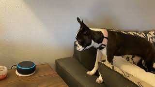 Funny Boston Terrier Barks at Alexa’s Dog Imitation