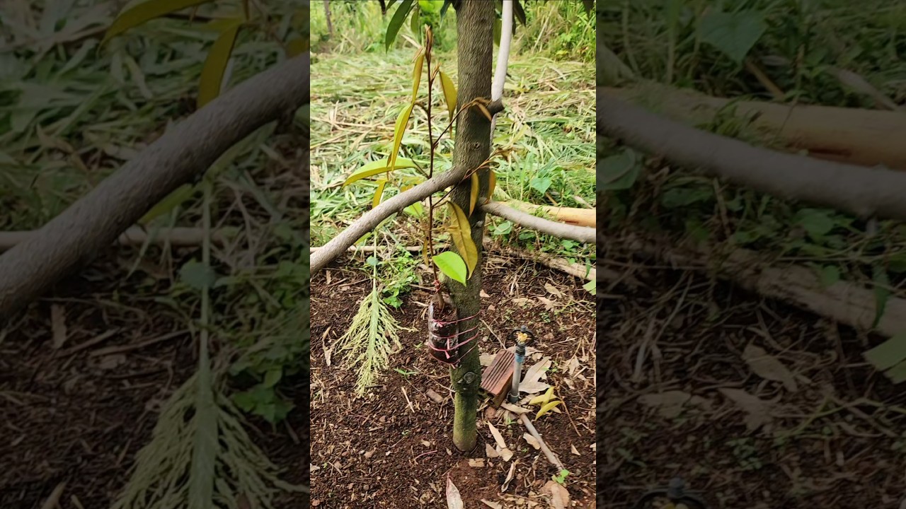 grafting durien