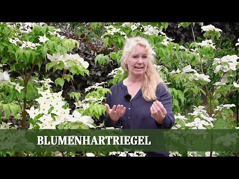 Trendgehölz Blumenhartriegel - Arten, Ansprüche und Pflege