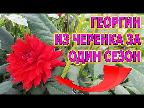 ДЕВЯТЬ СОВЕТОВ КАК ВЫРАЩИВАТЬ И РАЗМНОЖАТЬ ГЕОРГИНЫ ЧЕРЕНКАМИ. КАК ВЫРАЩИВАТЬ САЖЕНЦЫ ГЕОРГИН.
