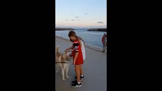 Wagging Tail - Happy Husky Shellharbour Marina, Nsw Australia