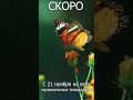 Просто Живи - УЖЕ ЗАВТРА. #романъ #новыйальбом #влабиринтесудьбы #рокпсихология #премьера