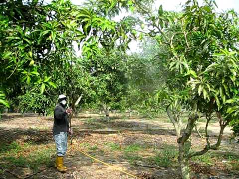 Mangga Spraying - YouTube