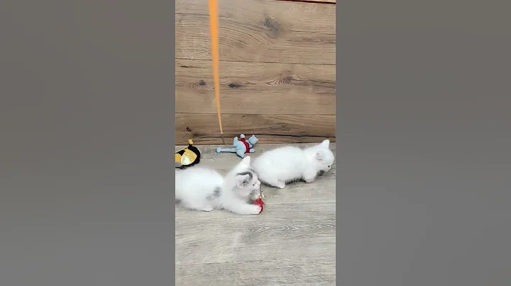 Watch the video about Longhair Munchkin kitten in a white coat named Oscar