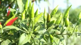 Cara menanam cabe rawit f1 buah lebat
