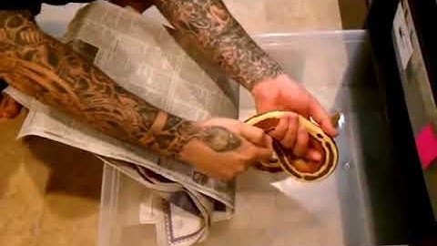 Sexing Blood Pythons alternative method (2011)