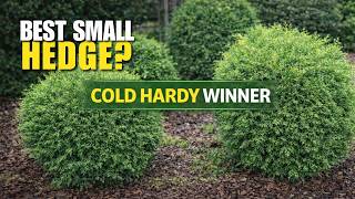 Best Small Evergreen for Privacy? (Little Giant Arborvitae)