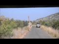 Robosončki v nacionalnem parku Pilansberg, Južna Afrika