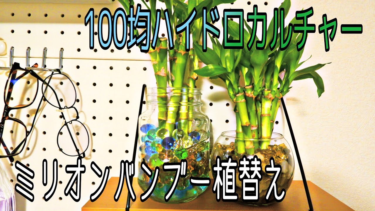 100均で揃うハイドロカルチャー ミリオンバンブー植え替え Youtube